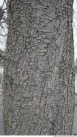 wood tree bark 0008